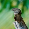 Argie Timalie zlutozoba - Argya Turdoides affinis - Yellow-billed Babbler o0406